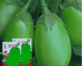 লম্বা মোটা সবুজ বেগুন