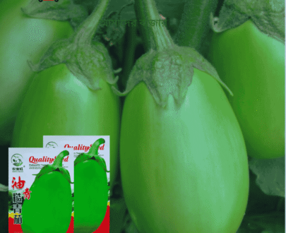 লম্বা মোটা সবুজ বেগুন