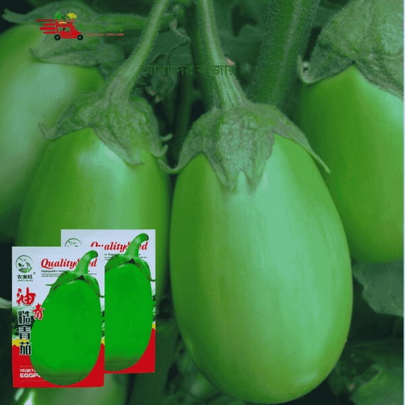 লম্বা মোটা সবুজ বেগুন