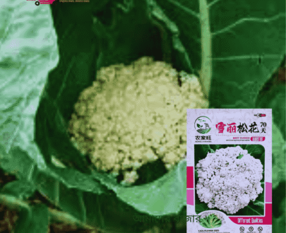 ফুলকপি