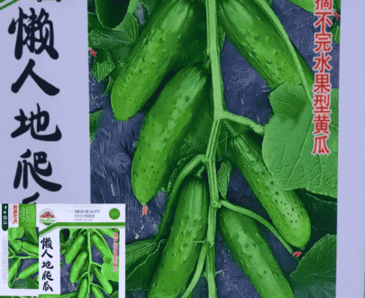 চায়নিজ হাই কোয়ালিটি শসা