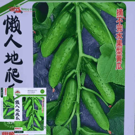 চায়নিজ হাই কোয়ালিটি শসা