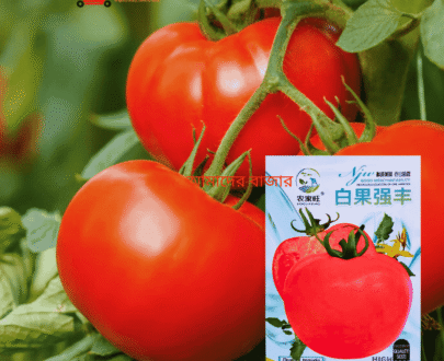 লাল অর্গানিক টমেটো