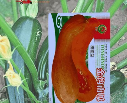 গোল্ডেন হুক কুমড়া