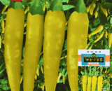 BONZAI Small Green Chili সবুজ লম্বা মরিচ