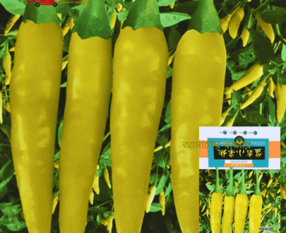 BONZAI Small Green Chili সবুজ লম্বা মরিচ