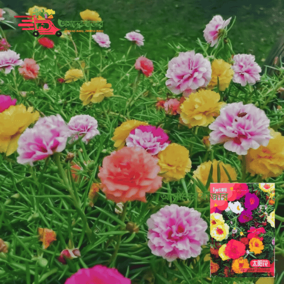 পোর্টুলাকা - Portulaca (প্রায় ১০০০ বীজ) লাল, গোলাপি, হলুদ, সাদা, কমলা, মিশ্রিত 🌺ছাদবাগান, টব ও নার্সারির জন্য আদর্শ 🌞 দীর্ঘসময় রঙিন ফুল ফোটে💐 - Image 2