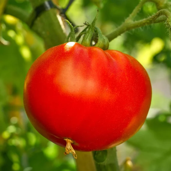 🍅 চায়নিজ হাই কোয়ালিটি লাল অর্গানিক টমেটো (২০০ বীজ) 🌱 উচ্চ ফলন। সহজ চাষ। রোগ প্রতিরোধী। সালাদ, রান্না ও কাঁচা খাওয়ার জন্য আদর্শ। বাজারে ব্যাপক চাহিদা। - Image 2