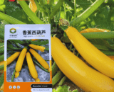 Yellow Squash