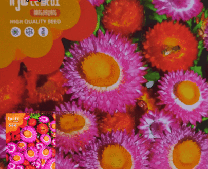 স্ট্র ফ্লাওয়ার