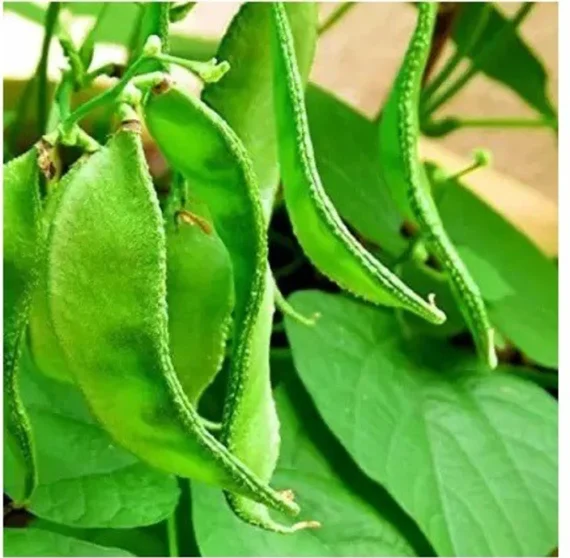 🌱 উচ্চ ফলনশীল সবুজ সিম (প্রায় ১০০-১২০ বীজ)-Hebei Shenhe Seed Industry Co., Ltd. এর গবেষণাকৃত - Image 2