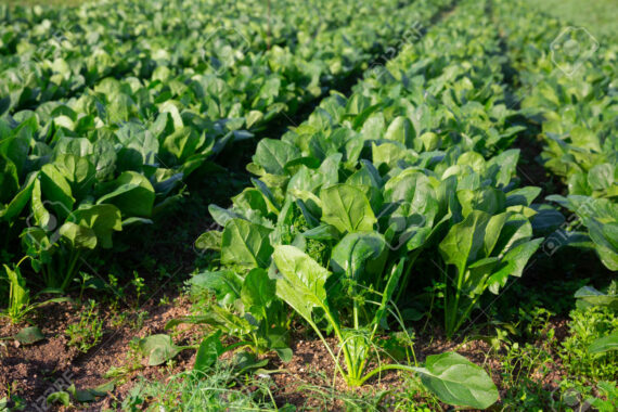 চায়নিজ উচ্চ ফলনশীল পালং শাকের বীজ (NONGJIAWANG High Quality Seed দ্বারা প্রক্রিয়াজাত এই বীজ সম্পূর্ণ গবেষণাভিত্তিক এবং উচ্চ ফলনশীল), এটি দ্রুত বর্ধনশীল এবং সহজে চাষযোগ্য সবজি। - Image 2