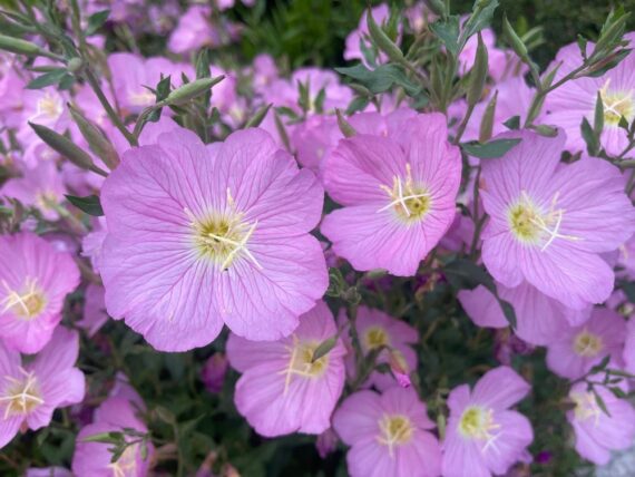 "গোলাপি সন্ধ্যা প্রিমরোজ ফুল 🌸 Pink Evening Primrose (আনুমানিক ৮০০০ বীজ) | প্রজাপতি আকর্ষণকারী, রঙিন ও দীর্ঘস্থায়ী ঘন পাপড়িযুক্ত সন্ধ্যার সৌন্দর্যময় ফুল" - Image 2