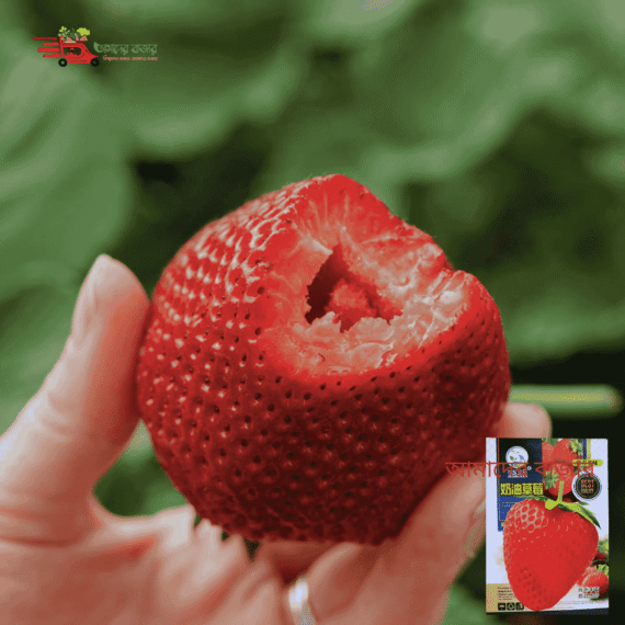 ক্রিম স্ট্রবেরি/মাখনযুক্ত স্ট্রবেরি