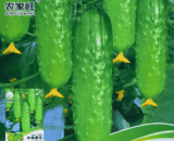 Fruit Cucumber ফলজাত