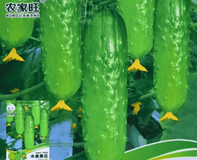 Fruit Cucumber ফলজাত