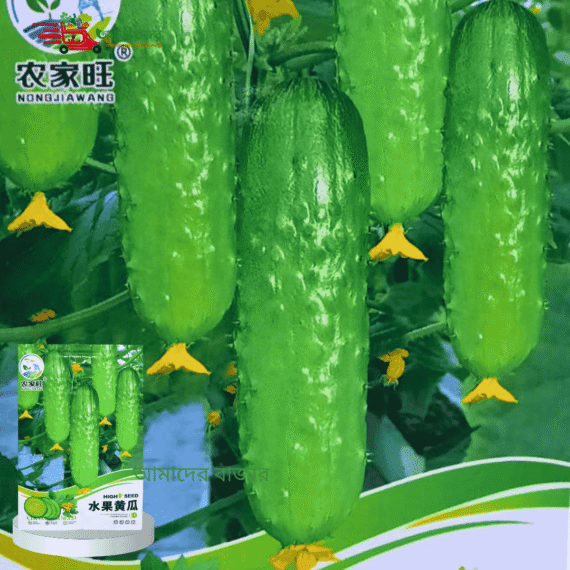 Fruit Cucumber ফলজাত