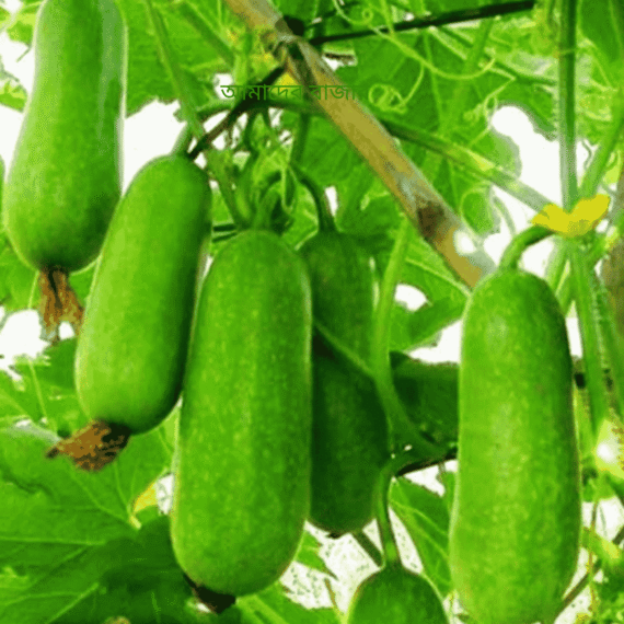 হাইব্রিড বিদেশি চালকুমড়া বীজ – উচ্চ ফলনশীল ও রোগ প্রতিরোধী জাত 🌱 অধিক ফলন হওয়ায় কৃষকের জন্য লাভজনক। অঙ্কুরোদগম হার (Germination %): ≥ 95% 🌱 বিশুদ্ধতা (Purity): ≥ 99% - Image 2