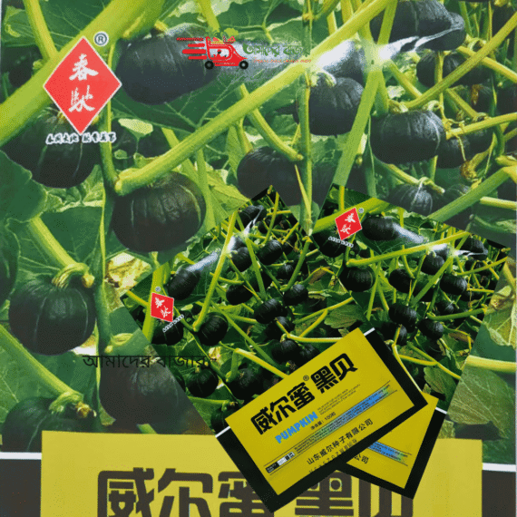 Black Sweet কালো মিষ্টি কুমড়া