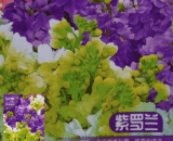 Stock Flower