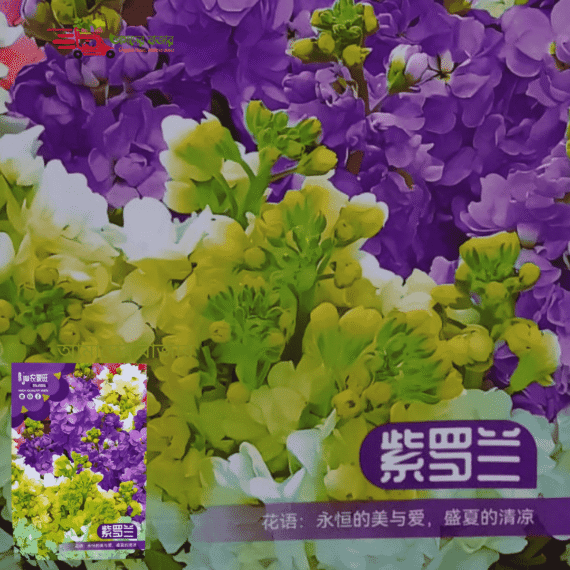 Stock Flower