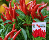 Spicy Red Pepper সুগন্ধি ঝাল লম্বা লাল মরিচ