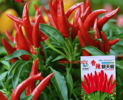 Spicy Red Pepper সুগন্ধি ঝাল লম্বা লাল মরিচ