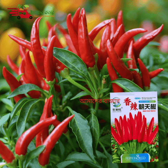 Spicy Red Pepper সুগন্ধি ঝাল লম্বা লাল মরিচ