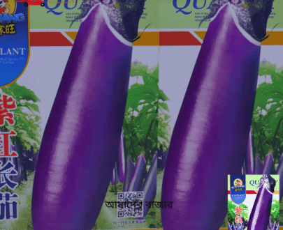 লম্বা কালো বেগুন