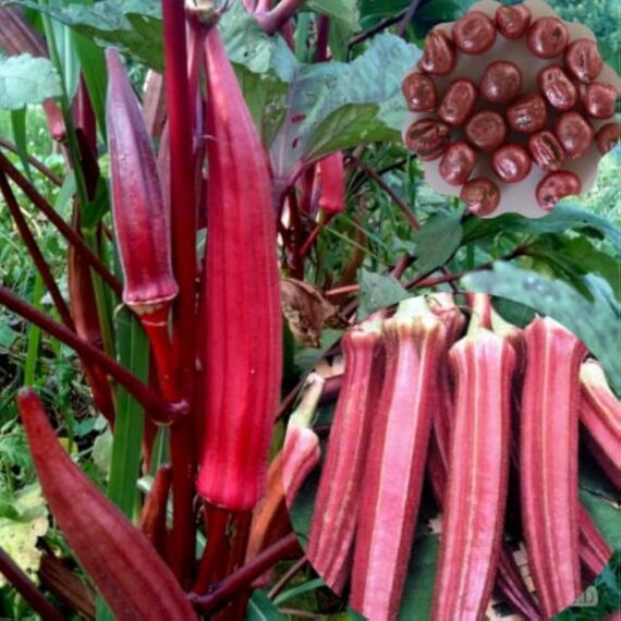 বিদেশী লাল ঢেঁড়স (HUAYUPAI ব্র্যান্ড – XINGYUN🌱) – উচ্চ ফলনশীল জাত। দ্রুত বৃদ্ধি ও রোগ প্রতিরোধ ক্ষমতা ভালো। দৃষ্টিনন্দন লাল রঙ এবং সুস্বাদু ও পুষ্টিকর। - Image 2