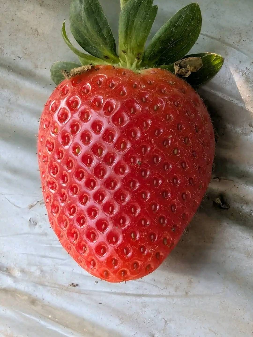 đ āĻāĻžā§āύāĻŋāĻ Cream Red Strawberry - āϞāĻžāϞ āϏā§āĻā§āϰāĻŦā§āϰāĻŋ (āĻāĻžāĻāĻāĻŋ ⧍ā§Ļā§Ļ āĻŦā§āĻ) āĻŽāĻŋāώā§āĻāĻŋ-āĻāĻ āϏā§āĻŦāĻžāĻĻā§āϰ āĻāĻžāϰāϏāĻžāĻŽā§āϝāĨ¤ āĻāĻā§āĻ āĻĢāϞāύāĻļā§āϞ āĻ āĻāĻā§āĻā§āĻŦāϞ āϞāĻžāϞ āϰāĻāĨ¤ āϤāĻžāĻāĻž āĻāĻžāĻā§āĻžāϰ āĻĒāĻžāĻļāĻžāĻĒāĻžāĻļāĻŋ āĻā§āϝāĻžāĻŽ, āĻā§āĻ, āĻĄā§āĻāĻžāϰā§āĻ āϤā§āϰāĻŋāϤ⧠āĻāĻĒāϝā§āĻā§āϤāĨ¤ āĻŦāĻžāĻāĻžāϰ⧠āĻāĻā§āĻ āĻāĻžāĻšāĻŋāĻĻāĻž āĻ āĻāύāĻĒā§āϰāĻŋā§āĨ¤ - Image 4