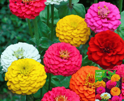 Zinnia