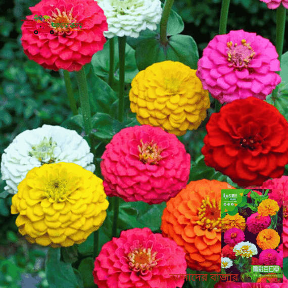 Zinnia