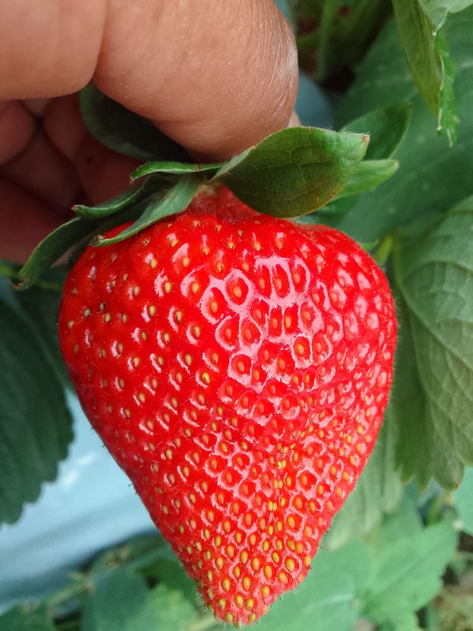 đ āĻāĻžā§āύāĻŋāĻ Cream Red Strawberry - āϞāĻžāϞ āϏā§āĻā§āϰāĻŦā§āϰāĻŋ (āĻāĻžāĻāĻāĻŋ ⧍ā§Ļā§Ļ āĻŦā§āĻ) āĻŽāĻŋāώā§āĻāĻŋ-āĻāĻ āϏā§āĻŦāĻžāĻĻā§āϰ āĻāĻžāϰāϏāĻžāĻŽā§āϝāĨ¤ āĻāĻā§āĻ āĻĢāϞāύāĻļā§āϞ āĻ āĻāĻā§āĻā§āĻŦāϞ āϞāĻžāϞ āϰāĻāĨ¤ āϤāĻžāĻāĻž āĻāĻžāĻā§āĻžāϰ āĻĒāĻžāĻļāĻžāĻĒāĻžāĻļāĻŋ āĻā§āϝāĻžāĻŽ, āĻā§āĻ, āĻĄā§āĻāĻžāϰā§āĻ āϤā§āϰāĻŋāϤ⧠āĻāĻĒāϝā§āĻā§āϤāĨ¤ āĻŦāĻžāĻāĻžāϰ⧠āĻāĻā§āĻ āĻāĻžāĻšāĻŋāĻĻāĻž āĻ āĻāύāĻĒā§āϰāĻŋā§āĨ¤ - Image 5