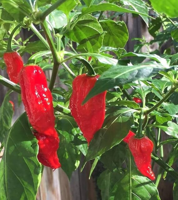 🌶️ Red Devil Hot Chili - লাল ঝাল মরিচ (খাঁটি ৫০ বীজ) উচ্চ ফলনশীল – ধারাবাহিকভাবে দীর্ঘ সময় মরিচ ধরে। অতিরিক্ত ঝাল – খাবারে এনে দেয় তীব্র ঝাঁজ। উজ্জ্বল লাল রঙ – বাজারে আকর্ষণীয় ও জনপ্রিয়। সুপার হট মরিচ – যারা ঝালপ্রেমী তাদের জন্য পারফেক্ট। - Image 2