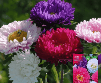 China Aster