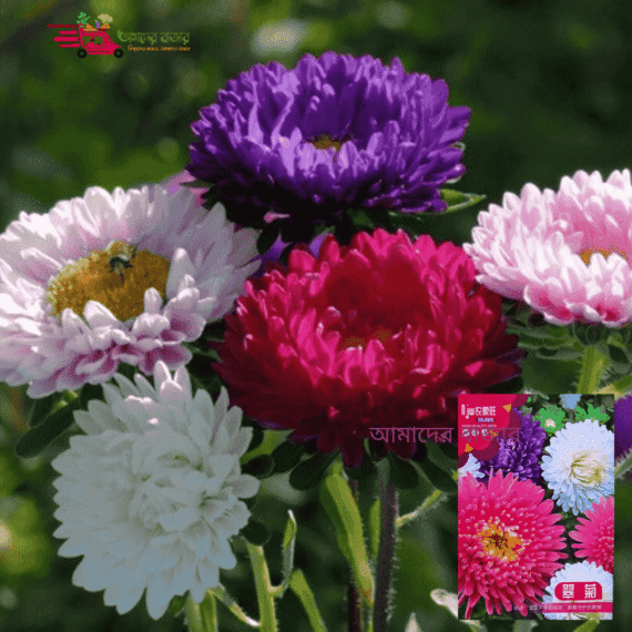 China Aster