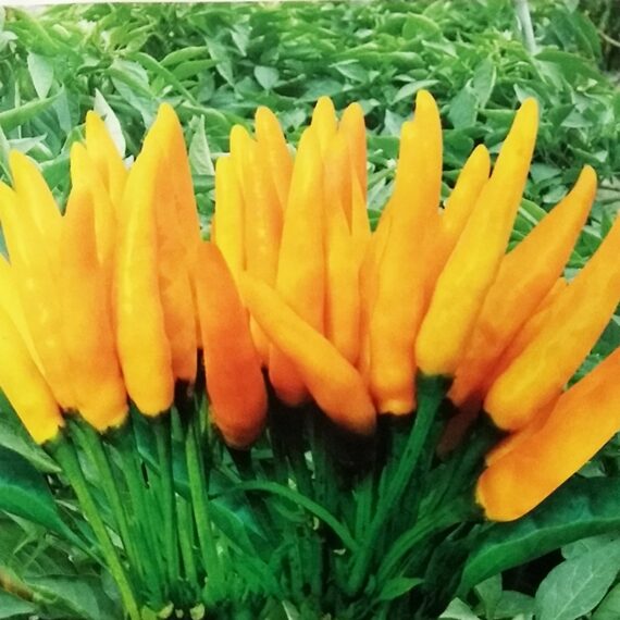 🌶️ Yellow Chili - হলুদ মরিচ (আনুমানিক ১০০ বীজ) টব চাষের জন্য আদর্শ। প্রতিটি মরিচ ছোট লম্বা- উজ্জ্বল হলুদ রঙের। ঝাল-মিষ্টি ঝাঁঝালো স্বাদের। ফলন বেশি ও সহজ চাষযোগ্য। - Image 2