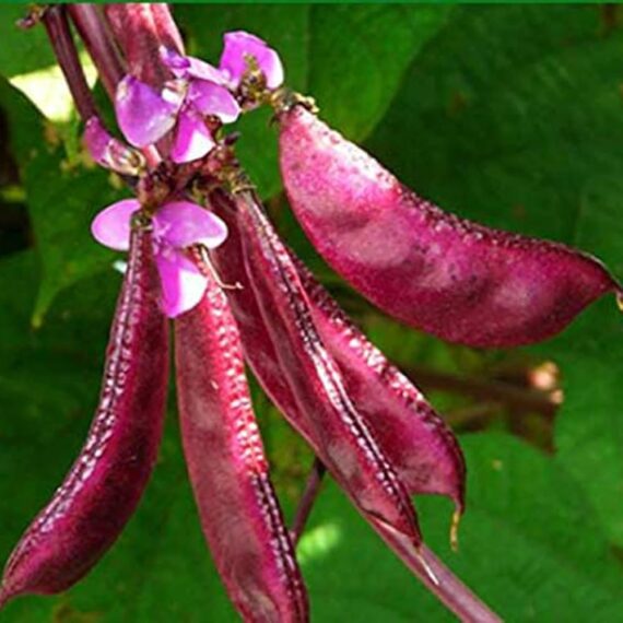 বেগুনি শিম/Purple Flat Bean (ব্র্যান্ড: HUAYUPAI)-(গবেষণা এবং সরবরাহকারী-Qing County Xingyun Seed Industry Co., Ltd) - Image 2