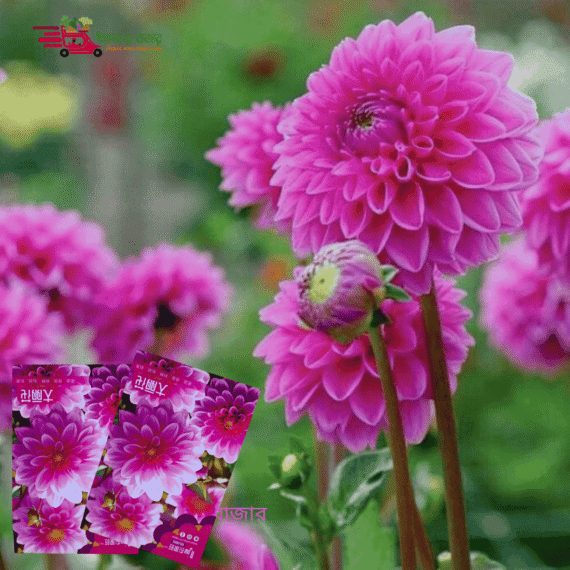 🌸 ডালিয়া (Dahlia) ফুলের বীজ – আনুমানিক 100 বীজ 🌼 | শোভাময় ফুলের রাণী 🏵️ | বড় ও দৃষ্টিনন্দন গোলাকার পাপড়ির ফুল 🌸 | দীর্ঘস্থায়ী ও একাধিক মৌসুমে ফোটে 🌿 | নজরকাড়া সৌন্দর্যের প্রতীক। - Image 2