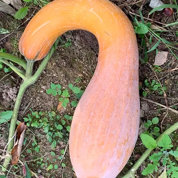 আমদানিকৃত Golden Hook সোনালি-হলুদ রঙের বাঁকানো আকৃতির কুমড়া (40 বীজ) – উচ্চ ফলনশীল ও মিষ্টি সুস্বাদু এবং পুষ্টিগুণে ভরপুর। ফলন বেশি ও রোগ প্রতিরোধী। - Image 2