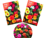 Portulaca