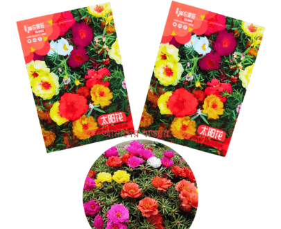 Portulaca
