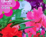 ফং শিয়ান হুয়া ফুল