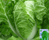 চায়নিজ শীতকালীন বাঁধাকপি