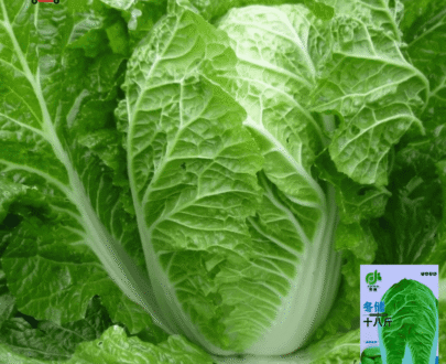 চায়নিজ শীতকালীন বাঁধাকপি