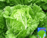 Napa Cabbage
