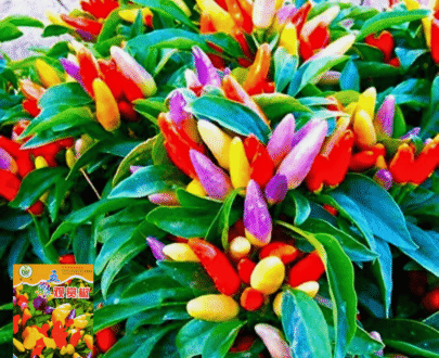 পাঁচ রঙা অলংকার মরিচ