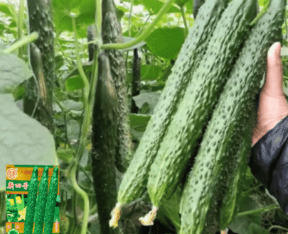বিদেশী Endless Cucumbers