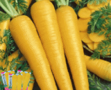 চায়নিজ Yellow Carrot